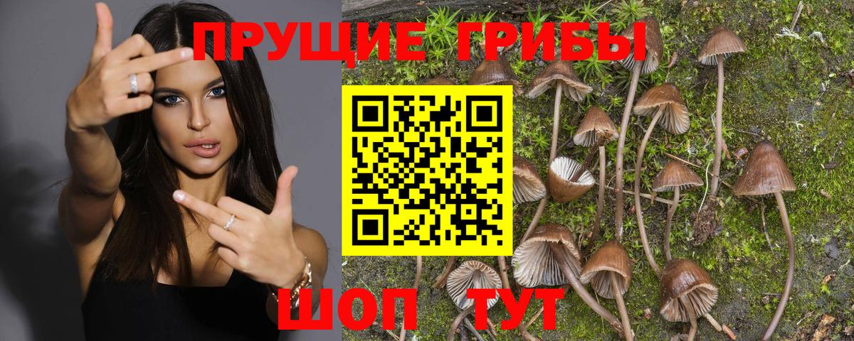 Псилоцибиновые грибы Cubensis Мариинск